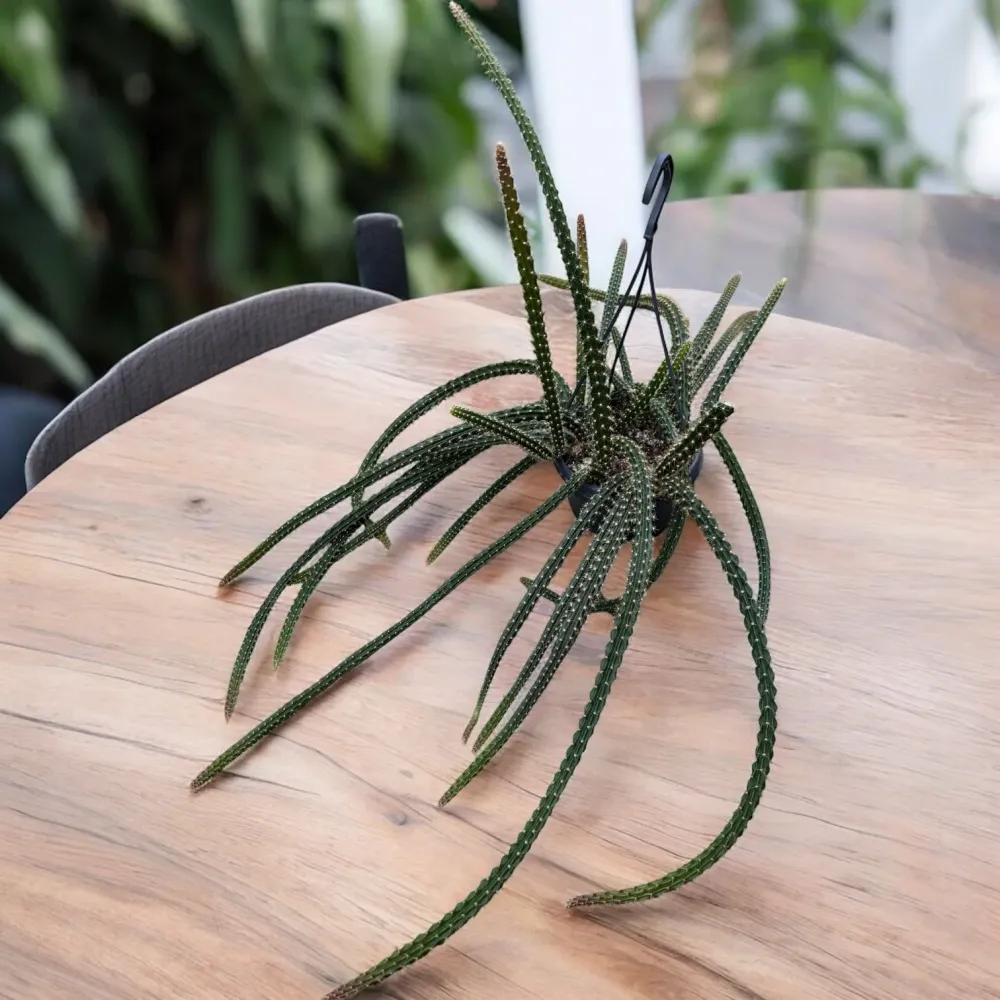 Disocactus × mallisonii (Rat's Tail Cactus) - cactus cu tulpini curgatoare si inflorire spectaculoasa