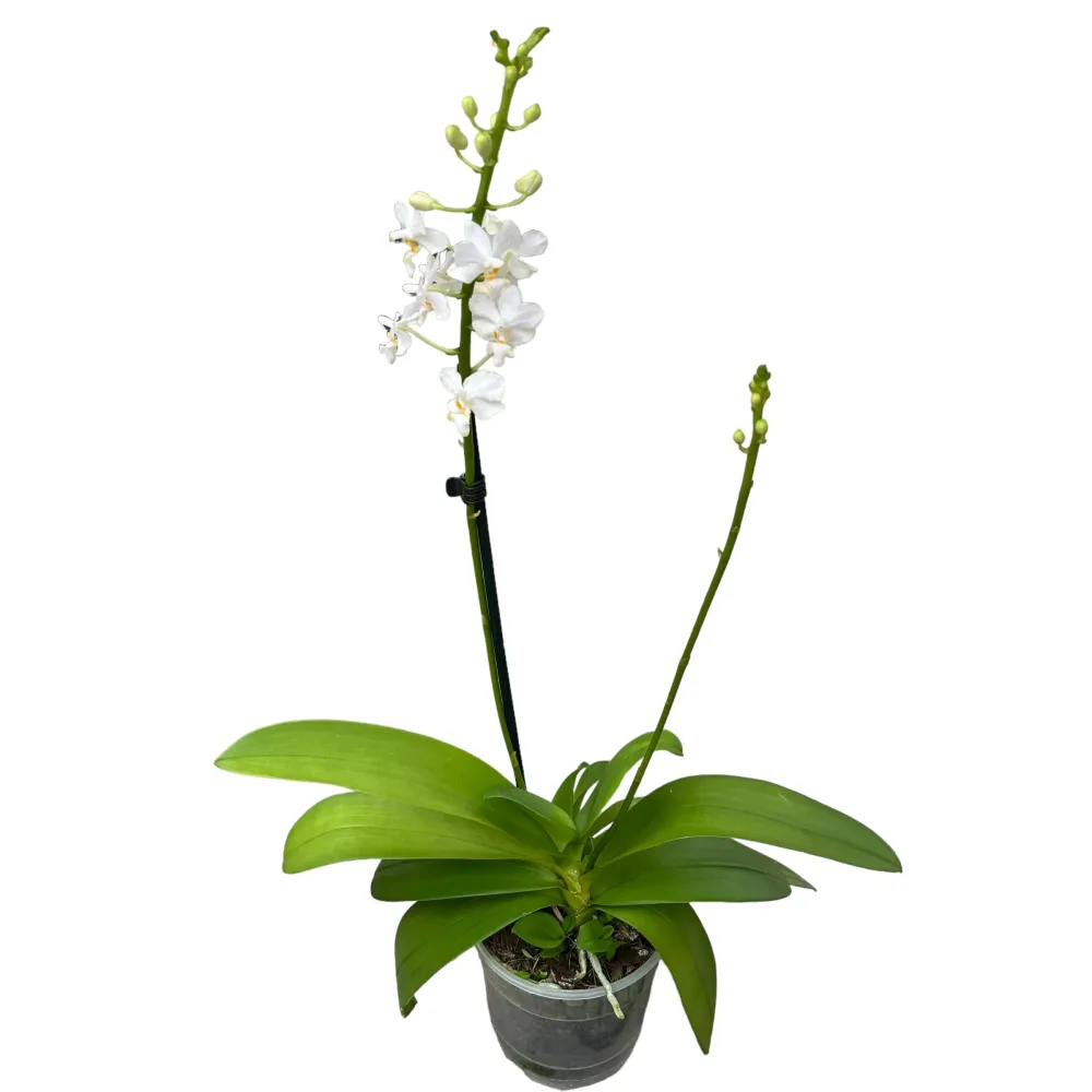 Doritis pulcherrima alba (2 plante/ghiveci)