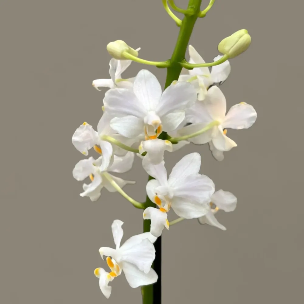 Doritis pulcherrima alba (2 plante/ghiveci)