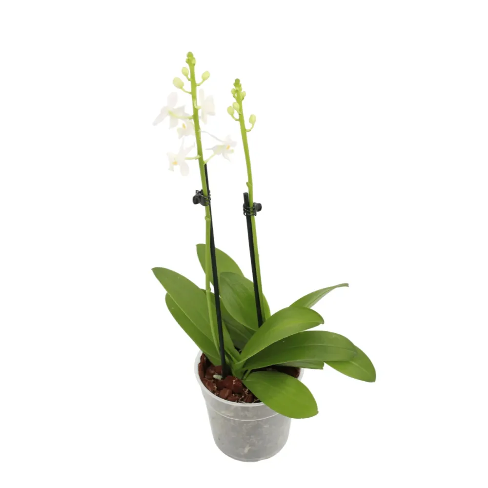 Doritis pulcherrima alba (2 plante/ghiveci)