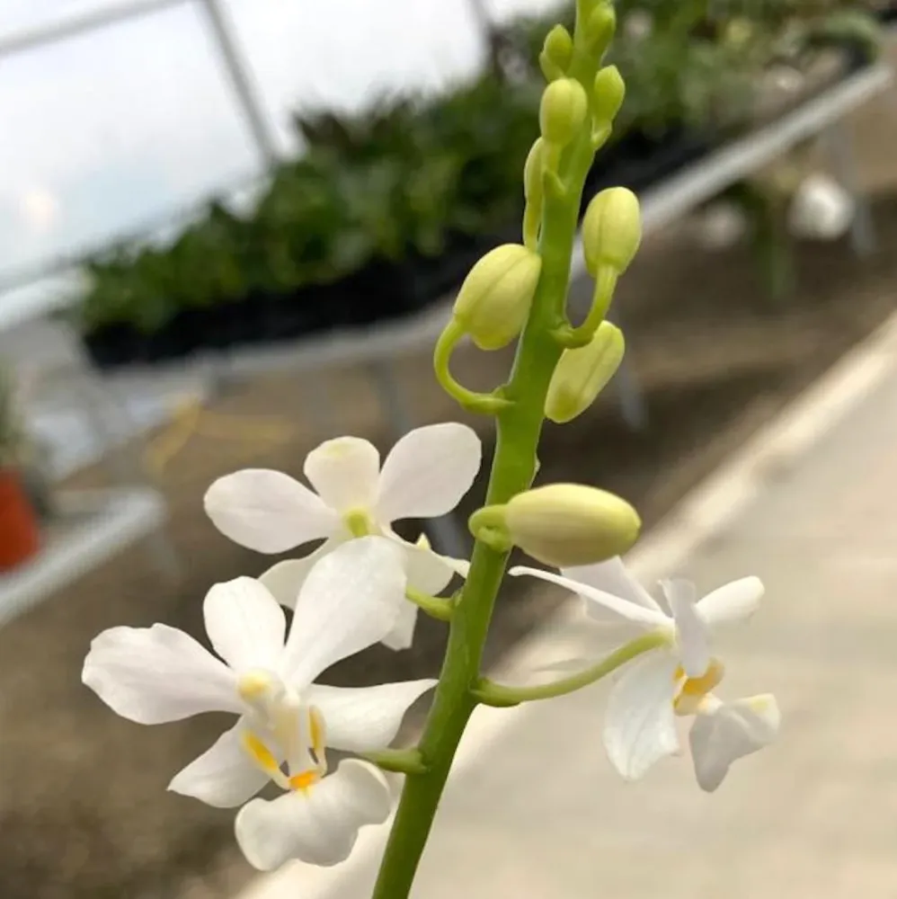 Doritis pulcherrima alba (2 plante/ghiveci)