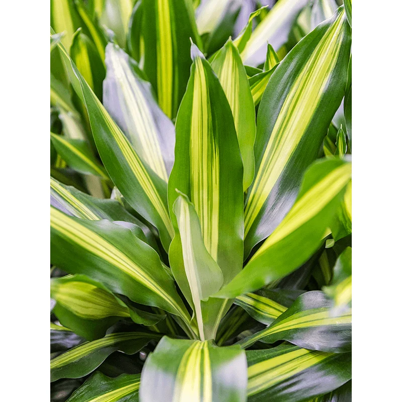Dracaena fragrans 'Cintho'