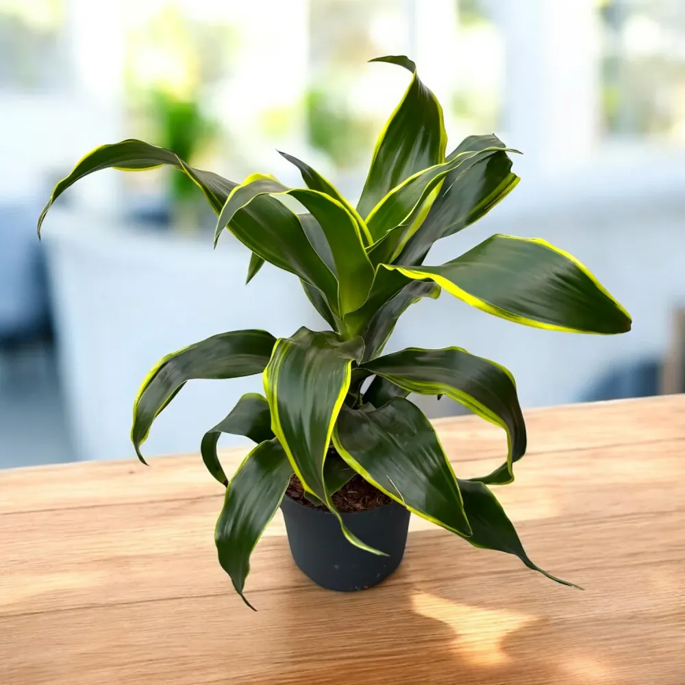 Dracaena fragrans ‘Dorado’ – frunzis luminos, planta de interior eleganta si usor de intretinut