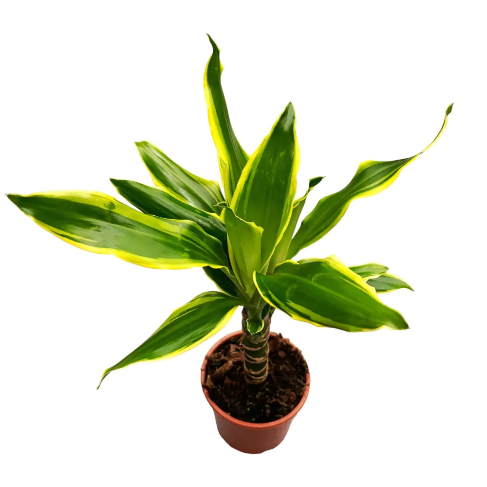 Dracaena Fragrans 'Golden Coast'