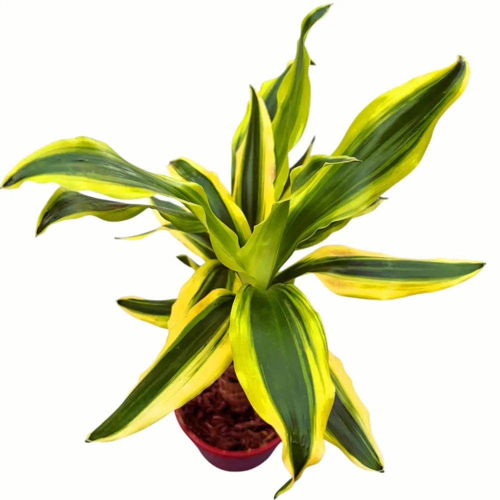 Dracaena Fragrans 'Golden King'