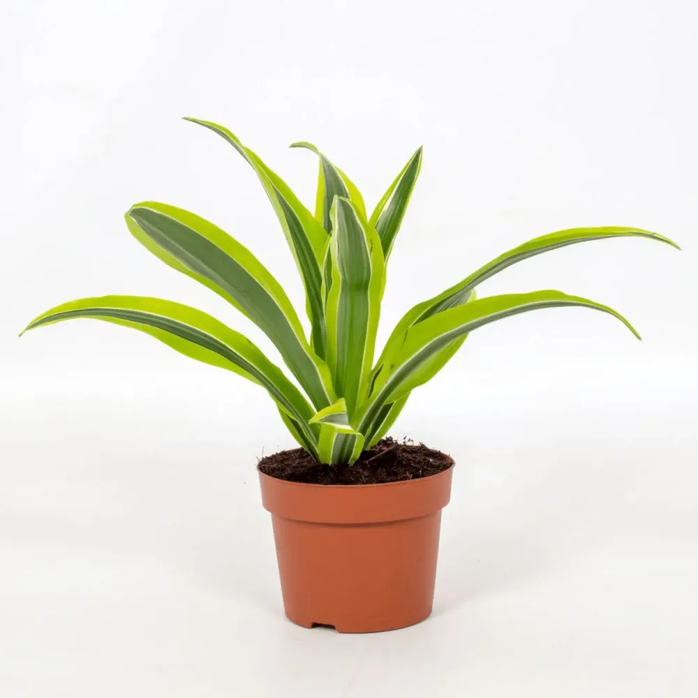 Dracaena fragrans 'Lemon Lime' D12