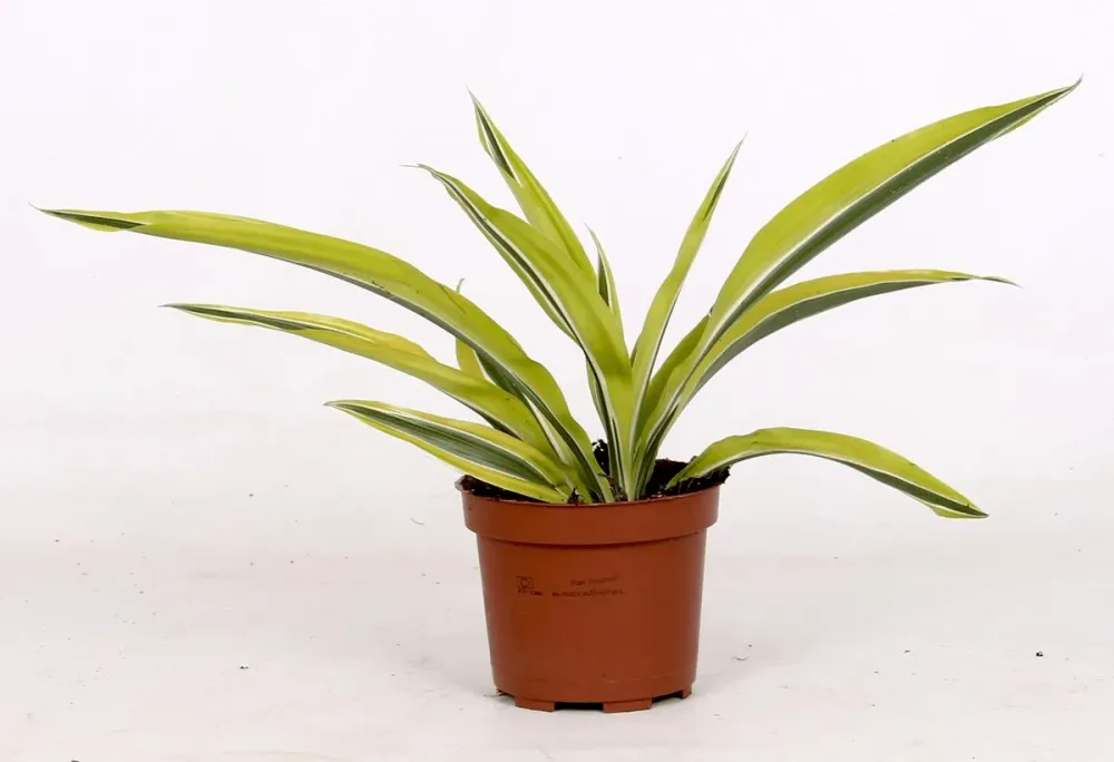 Dracaena fragrans 'Lemon Lime' D12