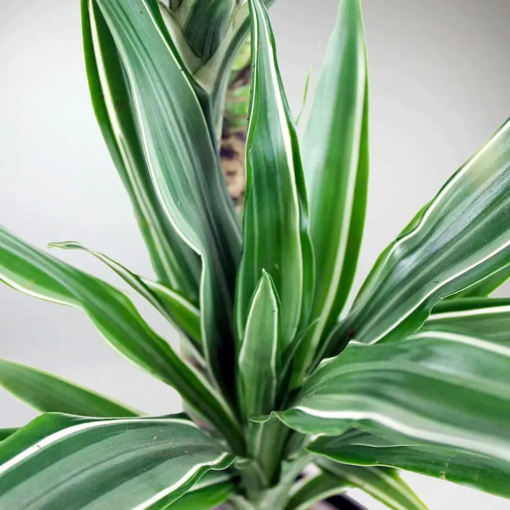 Dracaena fragrans 'Warneckei' D12