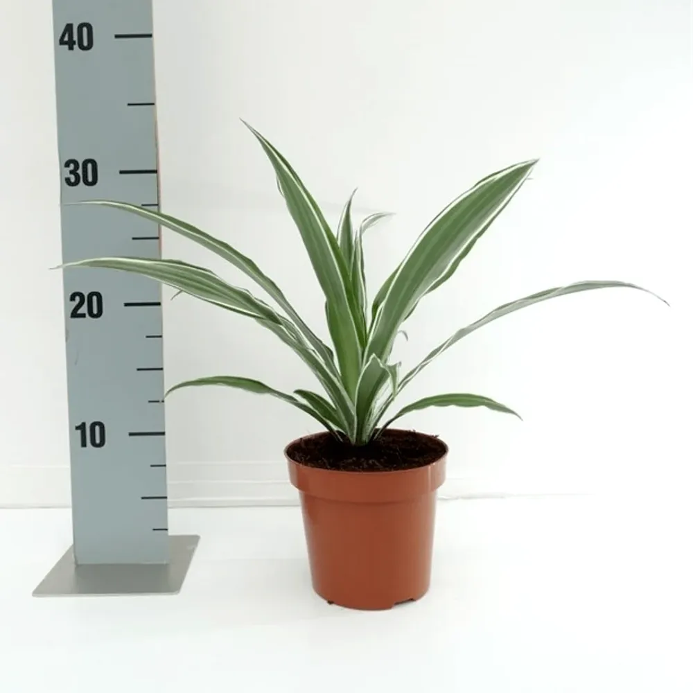 Dracaena fragrans 'Warneckei' D12