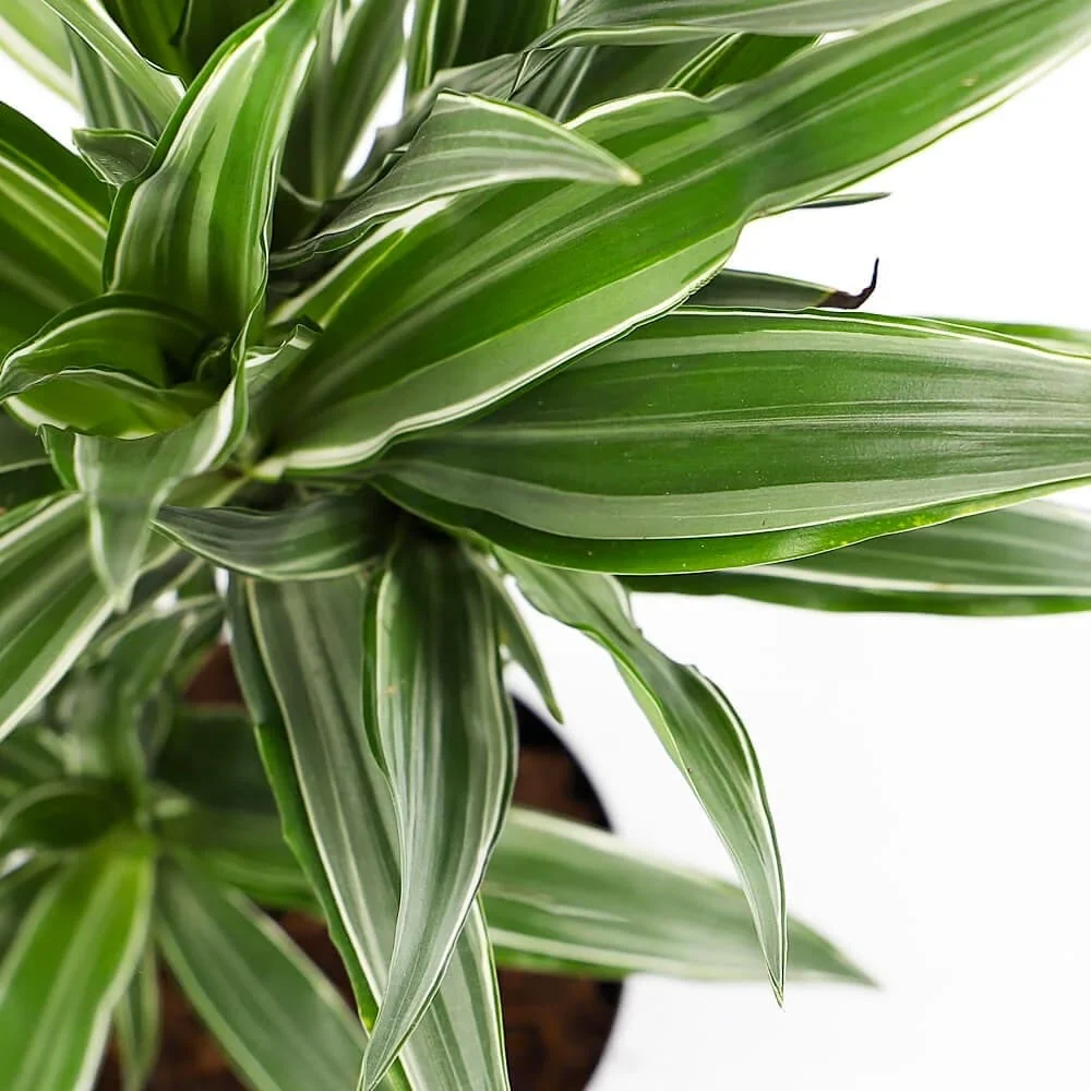 Dracaena fragrans ‘Warneckei’ 2 tulpini