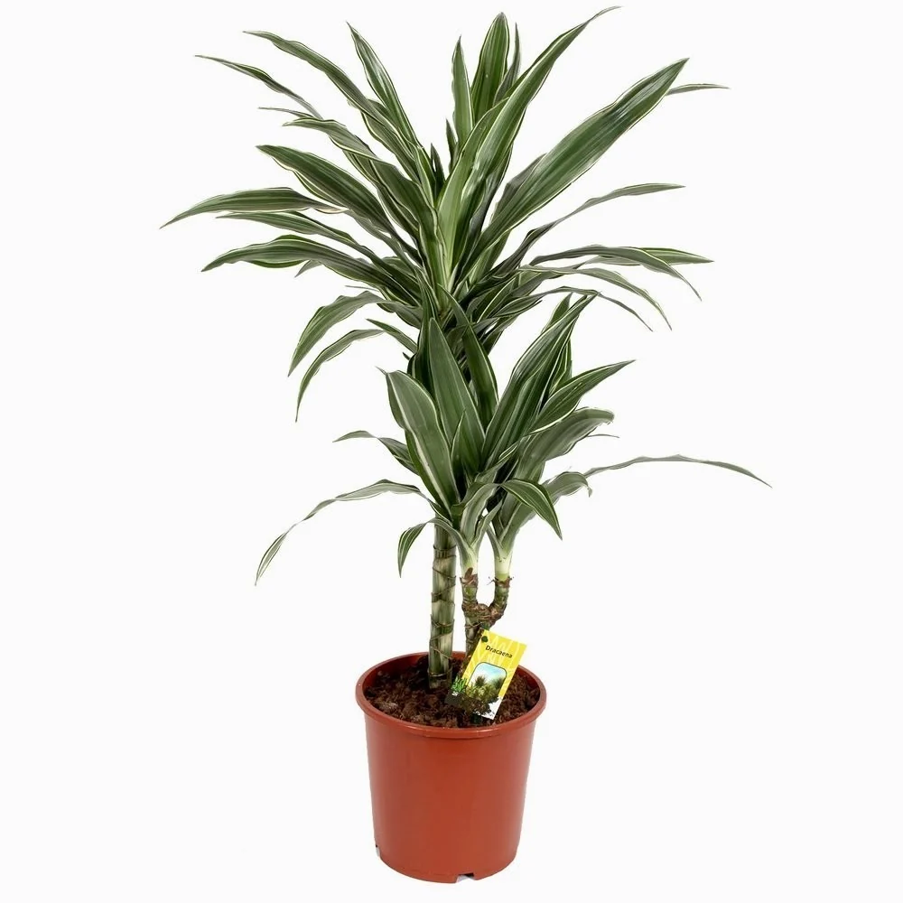 Dracaena fragrans ‘Warneckei’ 2 tulpini