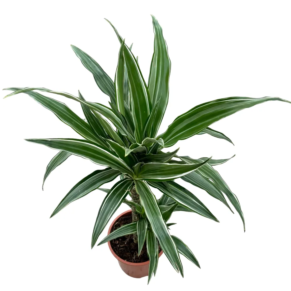 Dracaena fragrans ‘Warneckei’ 2 tulpini