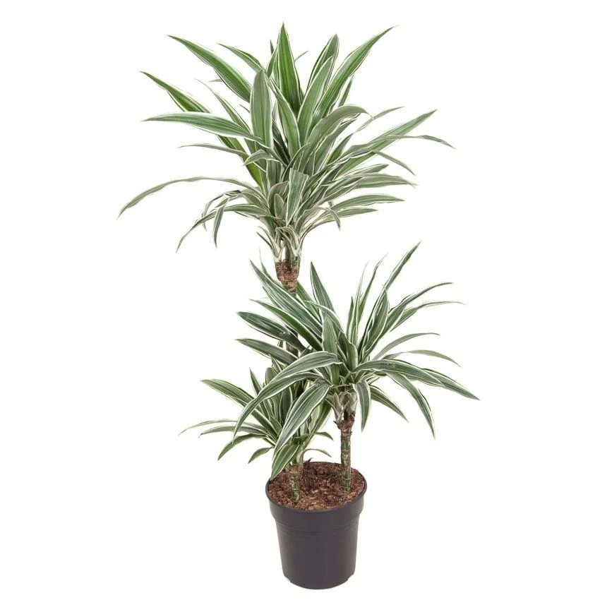Dracaena fragrans 'Warneckei' - 3 tulpini, H100 cm