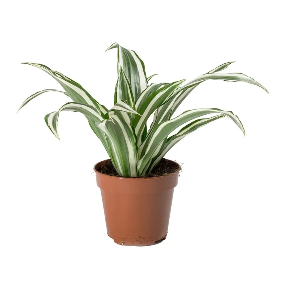 Dracaena fragrans 'White Jewel