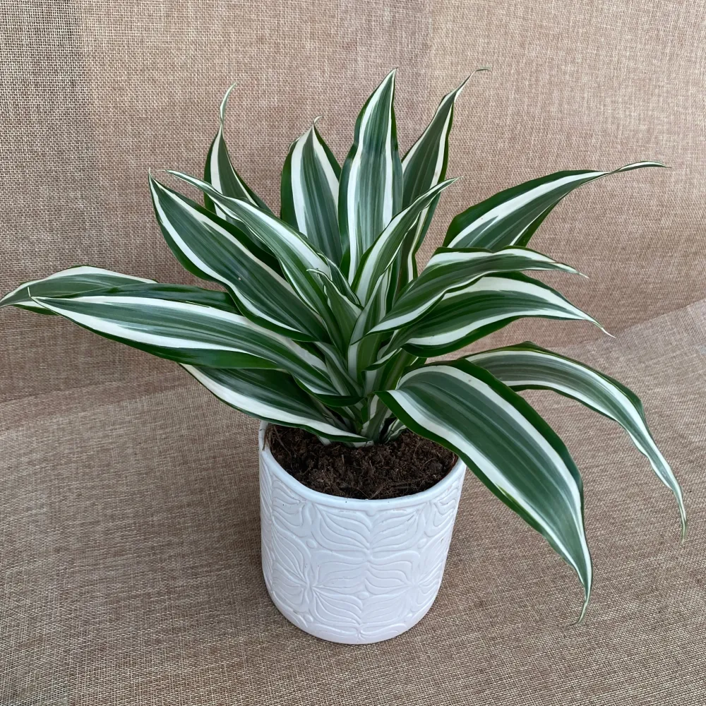 Dracaena fragrans 'White Jewel