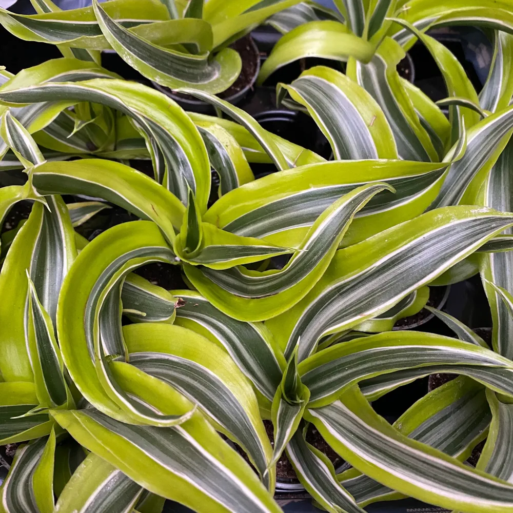 Dracaena Lemon Surprise * babyplant
