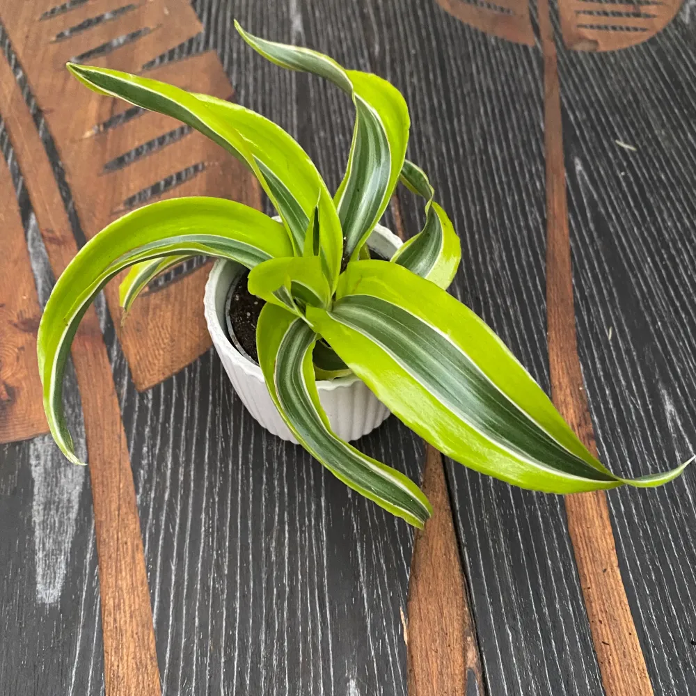 Dracaena Lemon Surprise * babyplant