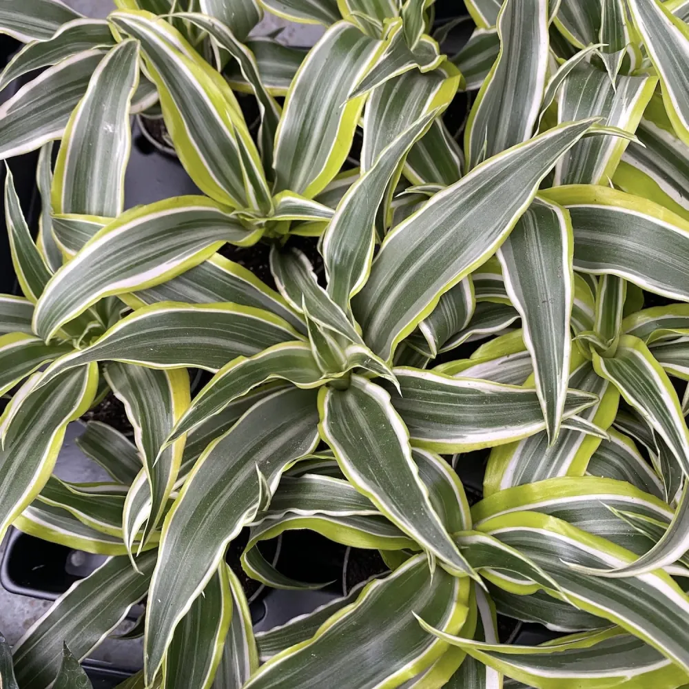 Dracaena Lemon Surprise * babyplant