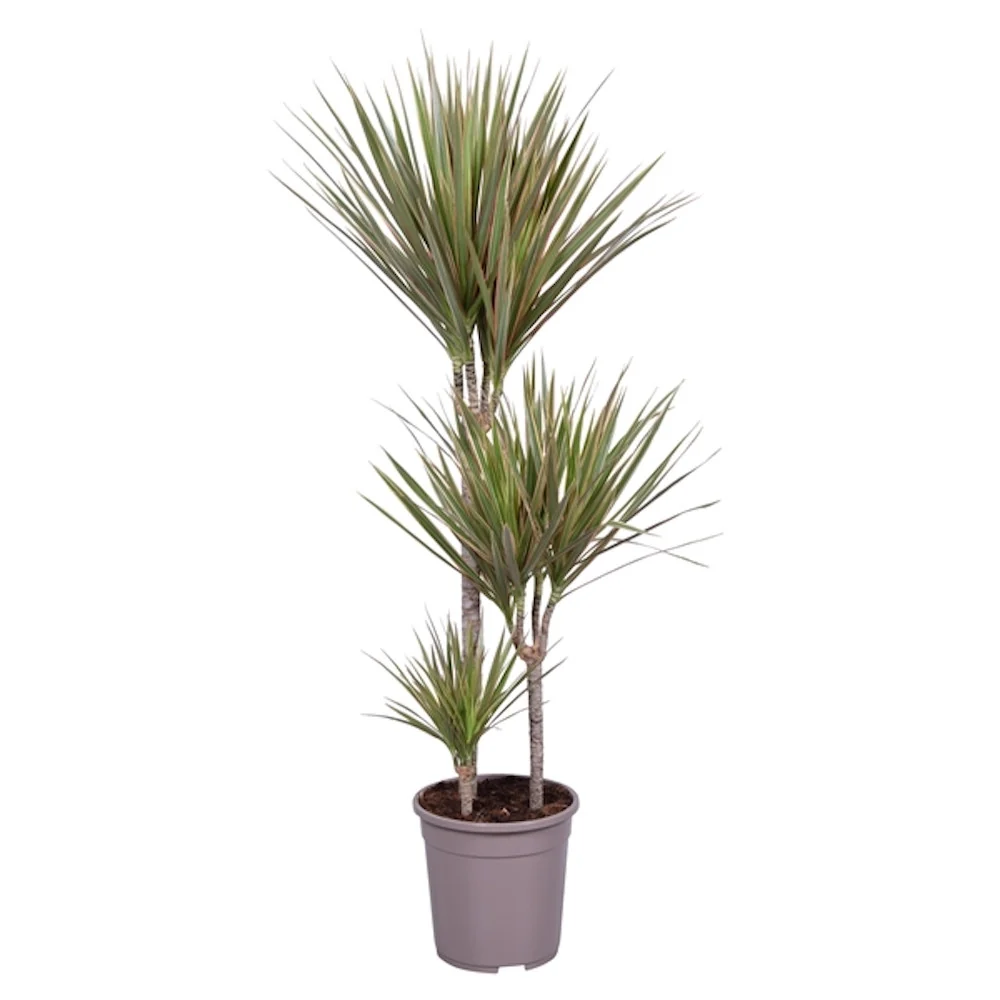 Dracaena marginata 'Bicolor' 3 tulpini H110 cm