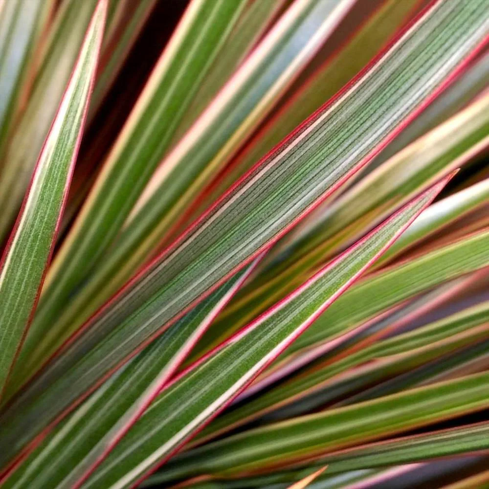 Dracaena marginata 'Bicolor' 3 tulpini H110 cm