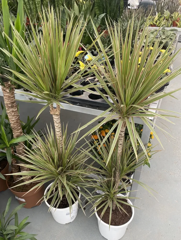 Dracaena marginata 'Bicolor' 3 tulpini H110 cm