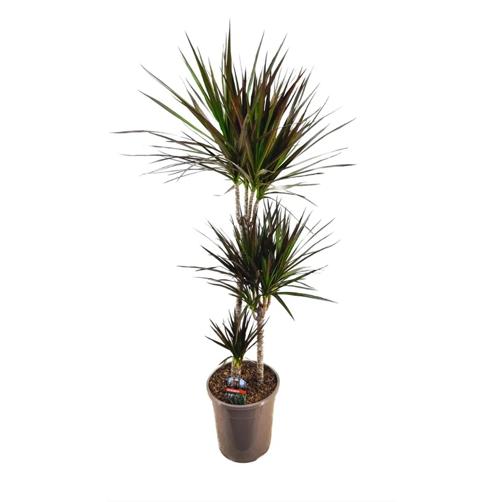 Dracaena marginata Magenta, 140 cm, 3 Tulpini, planta de apartament decorativa usor de ingrijit