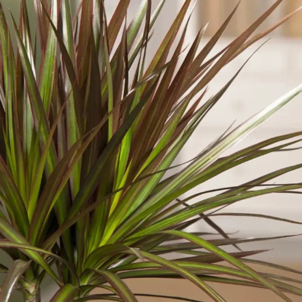 Dracaena marginata Magenta, 140 cm, 3 Tulpini, planta de apartament decorativa usor de ingrijit