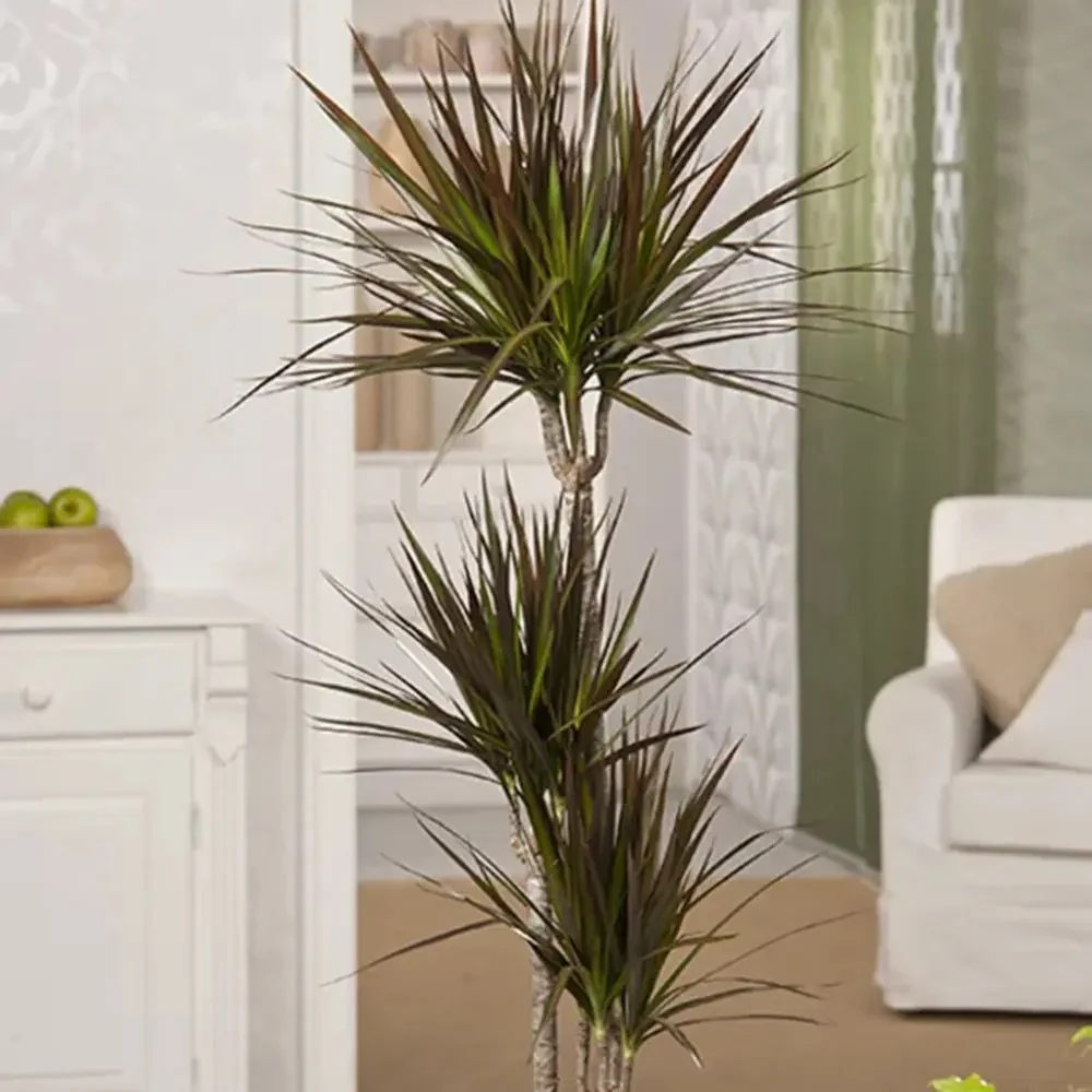 Dracaena marginata Magenta, 140 cm, 3 Tulpini, planta de apartament decorativa usor de ingrijit