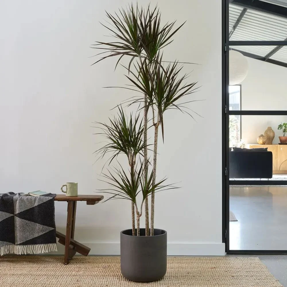 Dracaena marginata Magenta, 140 cm, 3 Tulpini, planta de apartament decorativa usor de ingrijit