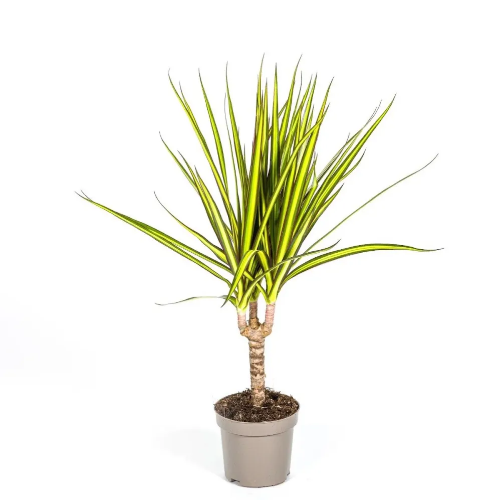 Dracaena marginata 'Sunray' D12