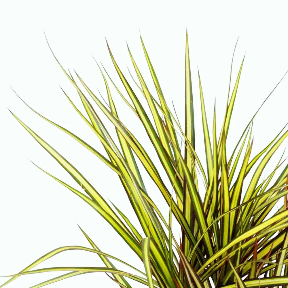 Dracaena marginata 'Sunray' D12