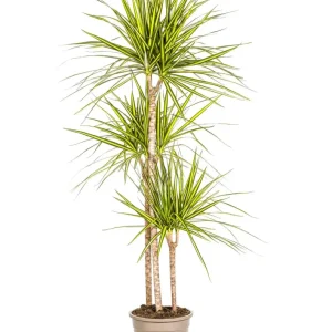 Dracaena marginata 'Sunray' 3 tulpini