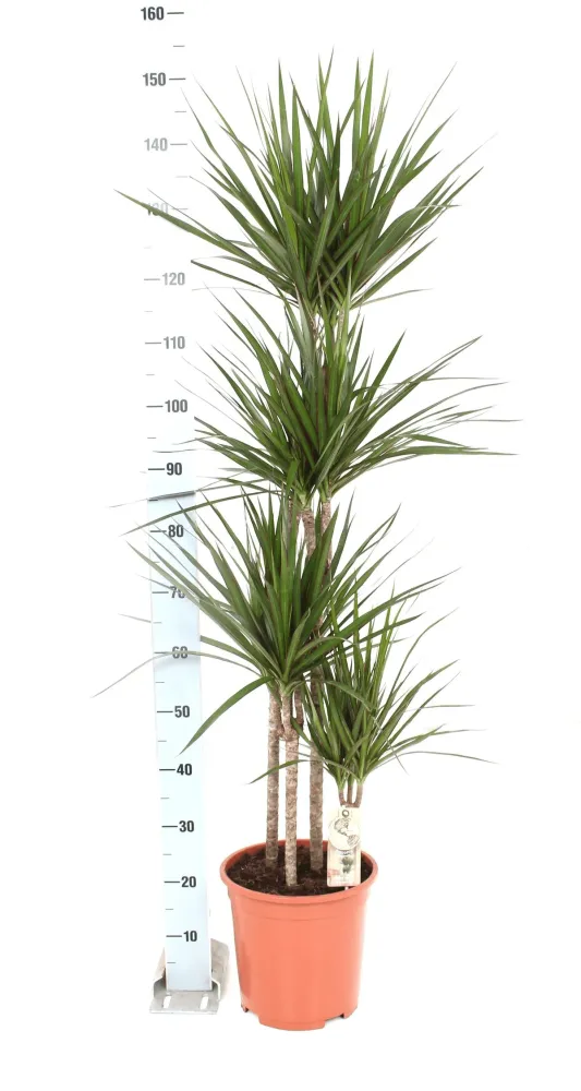 Dracaena Marginata 4 tulpini 140 cm