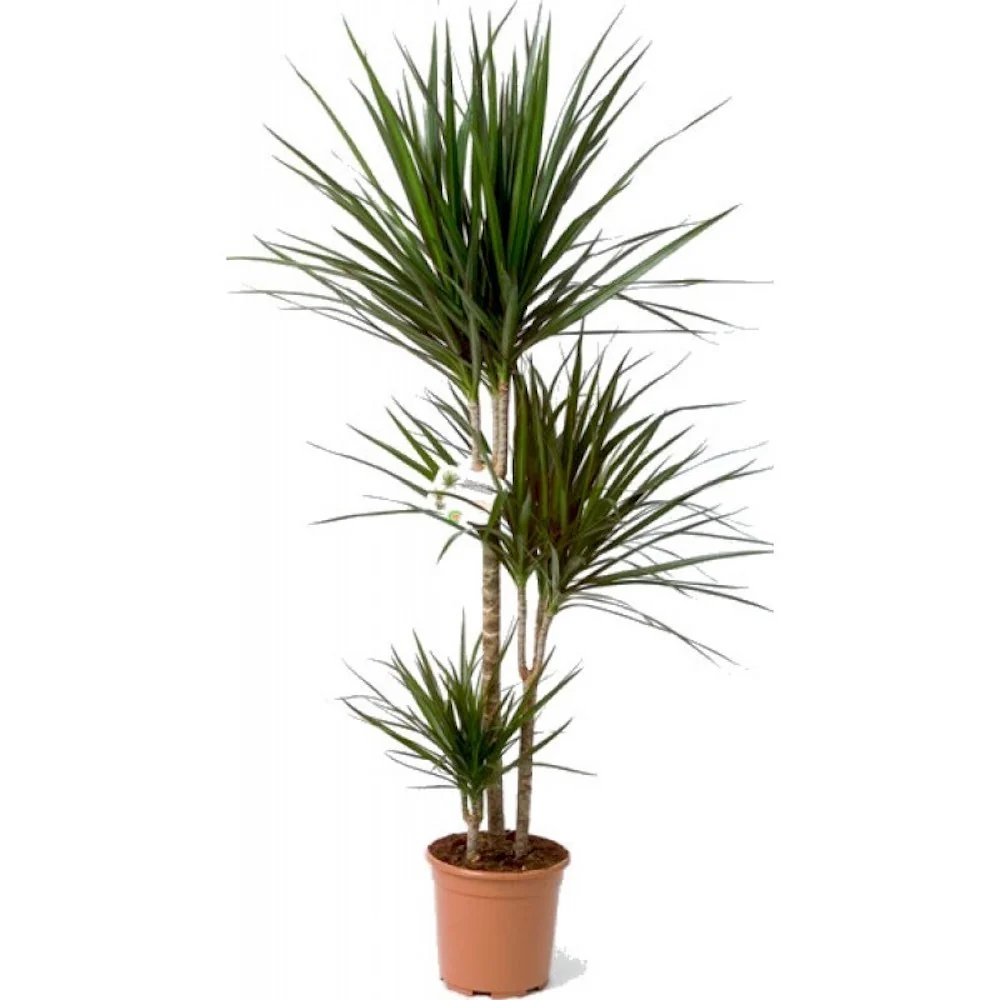 Dracaena Marginata 3 tulpini H140-160cm