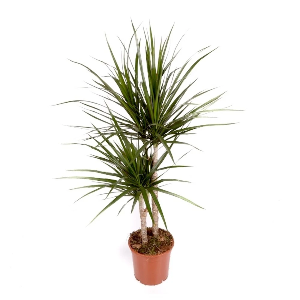 Dracaena marginata cu 2 tulpini H90