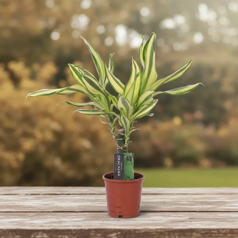 Dracaena Yellow Coast