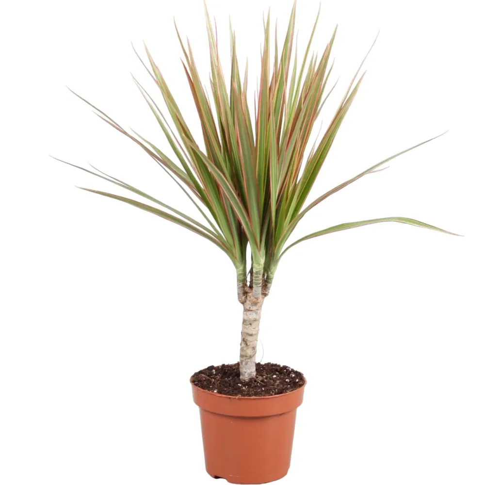 Dracena - Dracaena marginata Bicolor