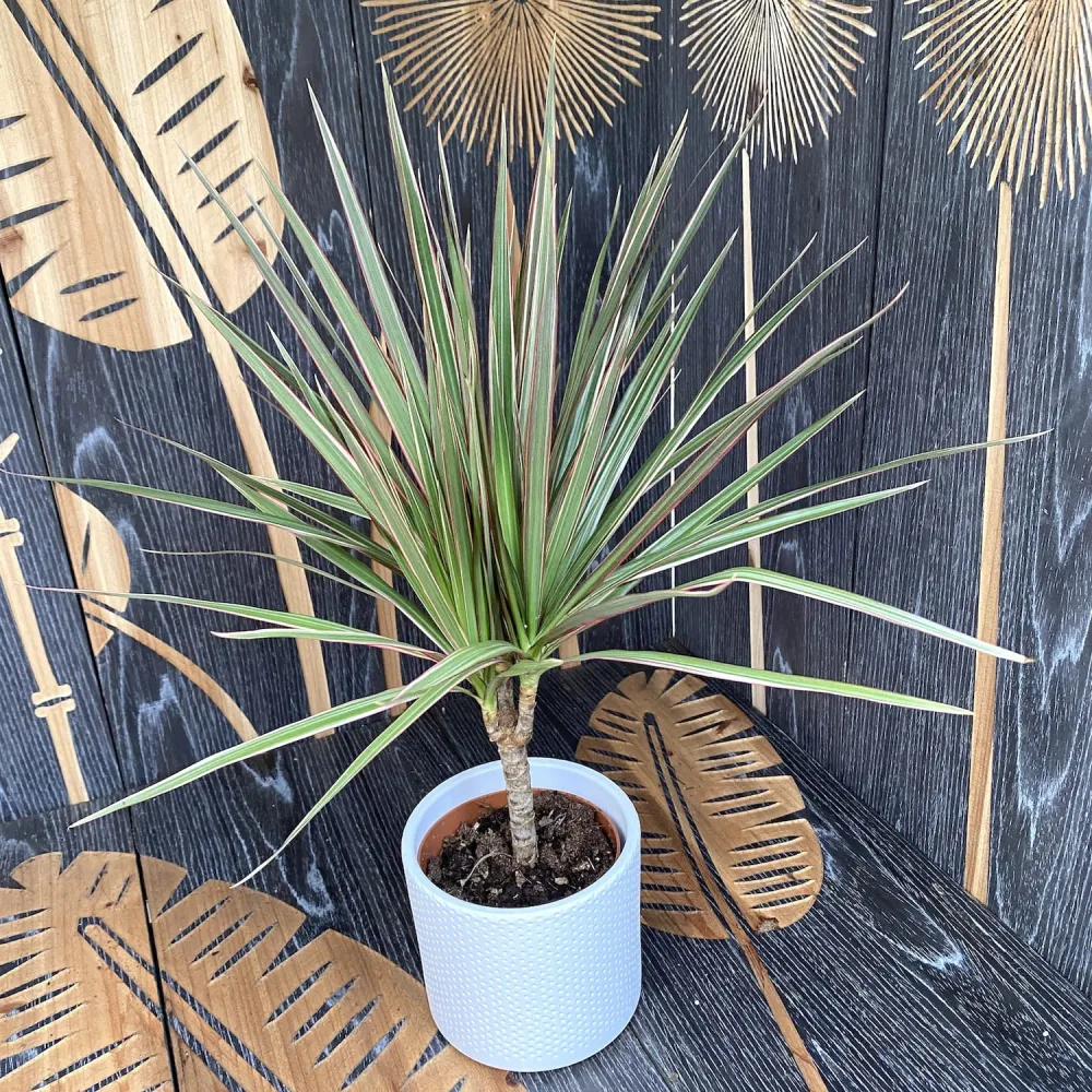 Dracena - Dracaena marginata Bicolor