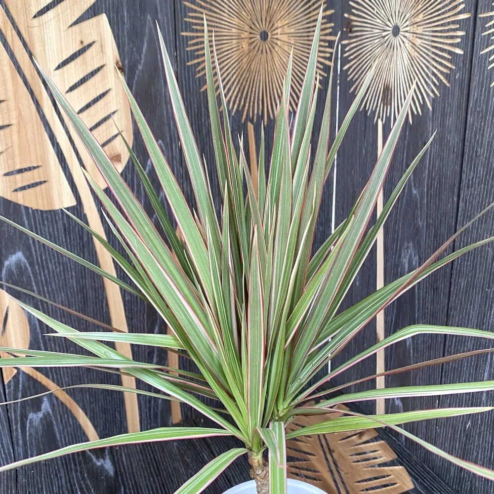 Dracena - Dracaena marginata Bicolor