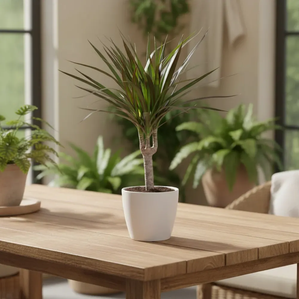 Dracena - Dracaena marginata ‘Magenta’
