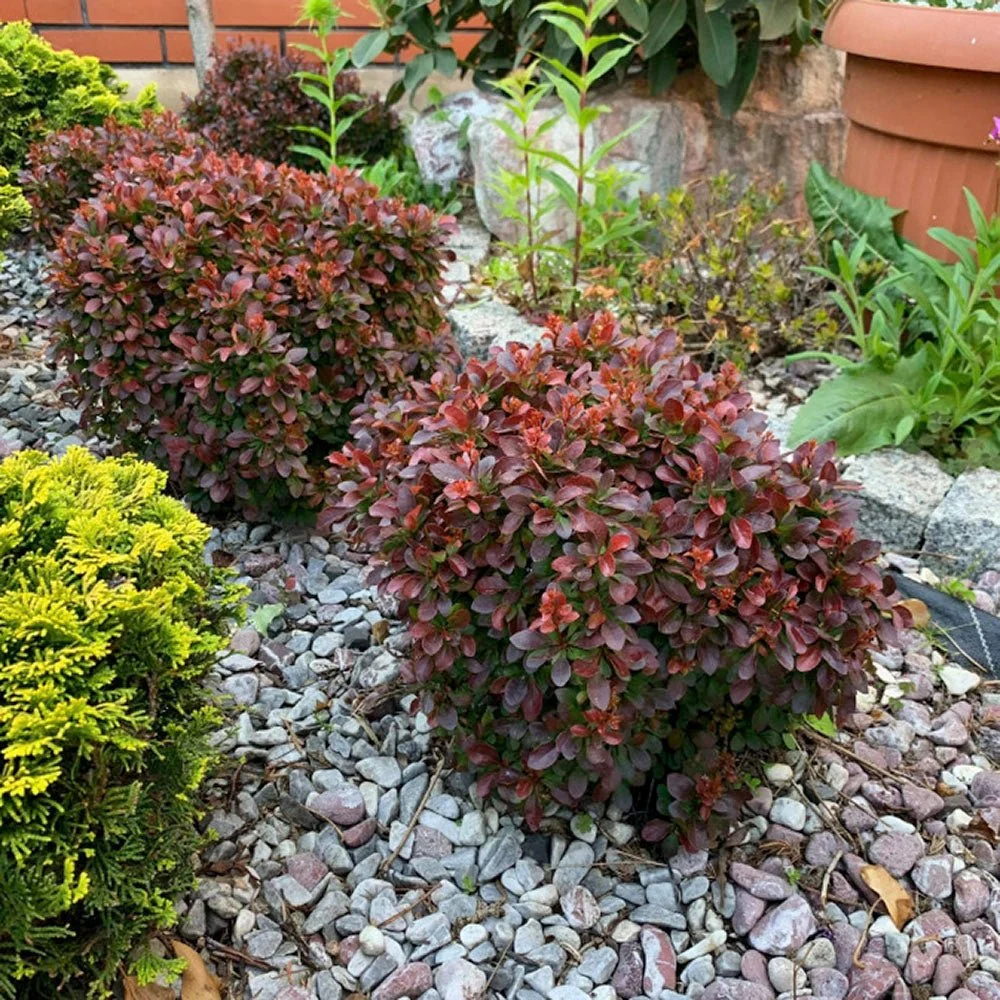 Dracila Berberis Japoneza Bagatelle, arbust pitic decorativ cu frunze rosii purpurii pentru borduri si gard viu mic sau pl...