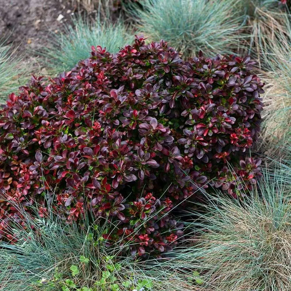Dracila Berberis Japoneza Bagatelle, arbust pitic decorativ cu frunze rosii purpurii pentru borduri si gard viu mic sau pl...