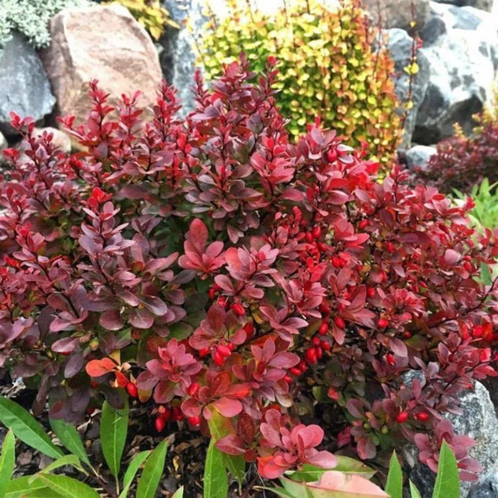 Dracila Berberis Japoneza Bagatelle, arbust pitic decorativ cu frunze rosii purpurii pentru borduri si gard viu mic sau pl...