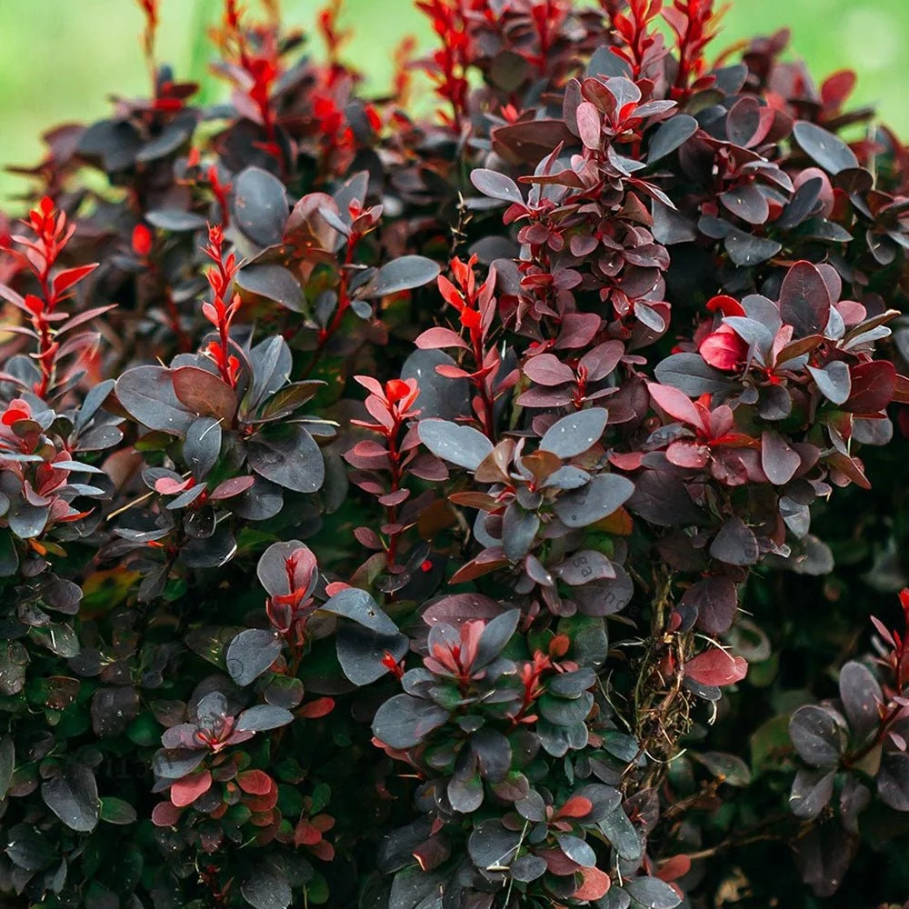 Dracila Berberis Japoneza Bagatelle, arbust pitic decorativ cu frunze rosii purpurii pentru borduri si gard viu mic sau pl...