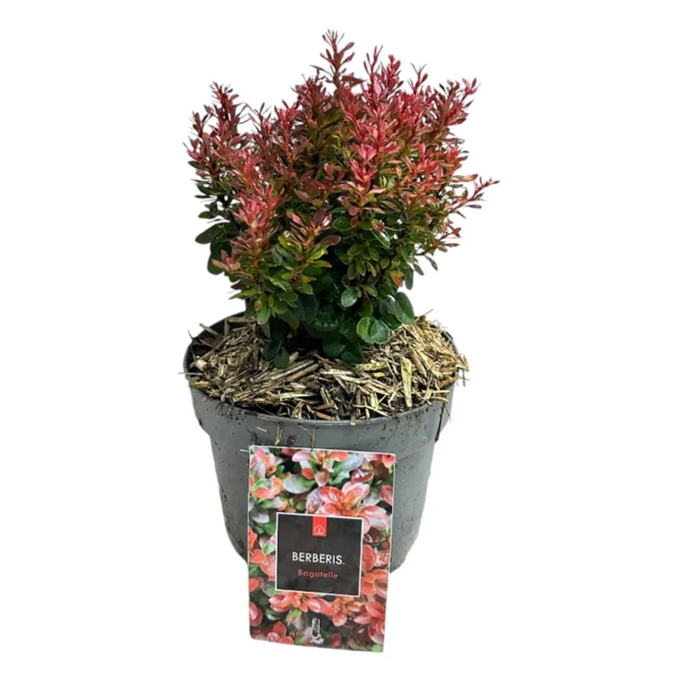 Dracila Berberis Japoneza Bagatelle, arbust pitic decorativ cu frunze rosii purpurii pentru borduri si gard viu mic sau pl...