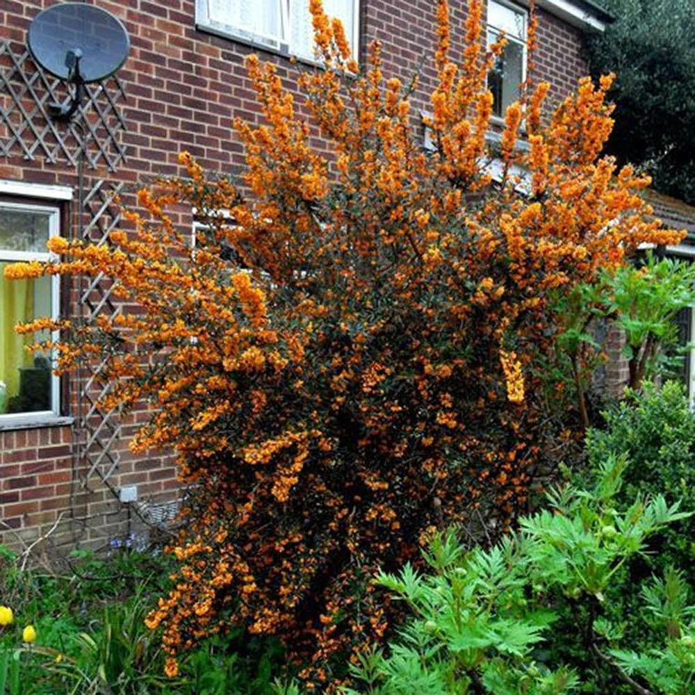 Dracila Berberis Japoneza Orange King, arbust decorativ cu frunze portocalii rosii pentru gard viu, planta solitara sau gh...