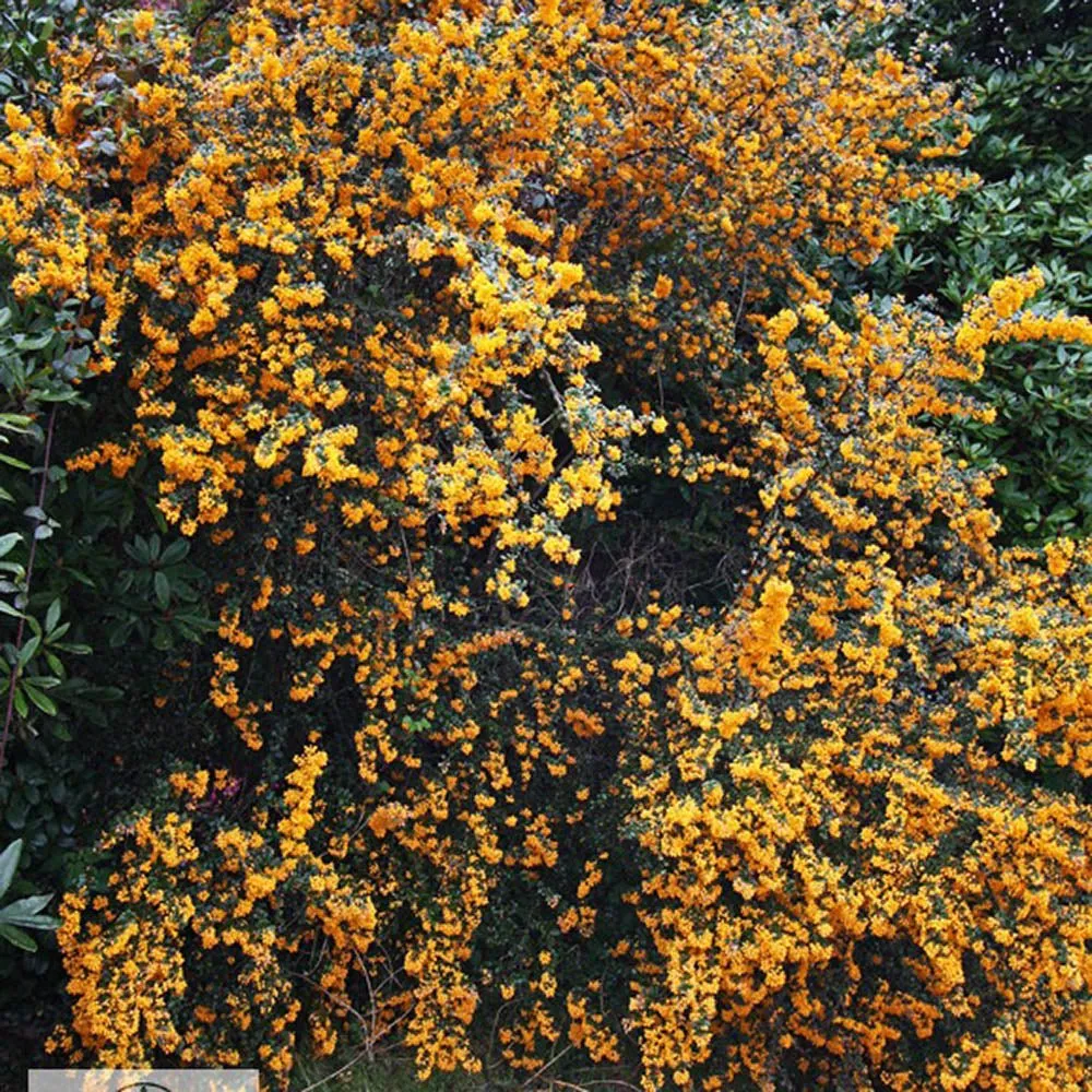 Dracila Berberis Japoneza Orange King, arbust decorativ cu frunze portocalii rosii pentru gard viu, planta solitara sau gh...