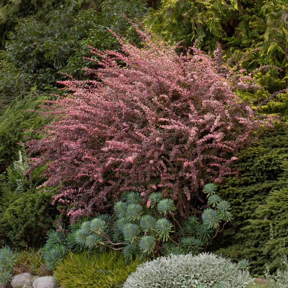 Dracila Berberis Japoneza Pink Queen, arbust decorativ cu frunze pestrite roz, rezistent iarna