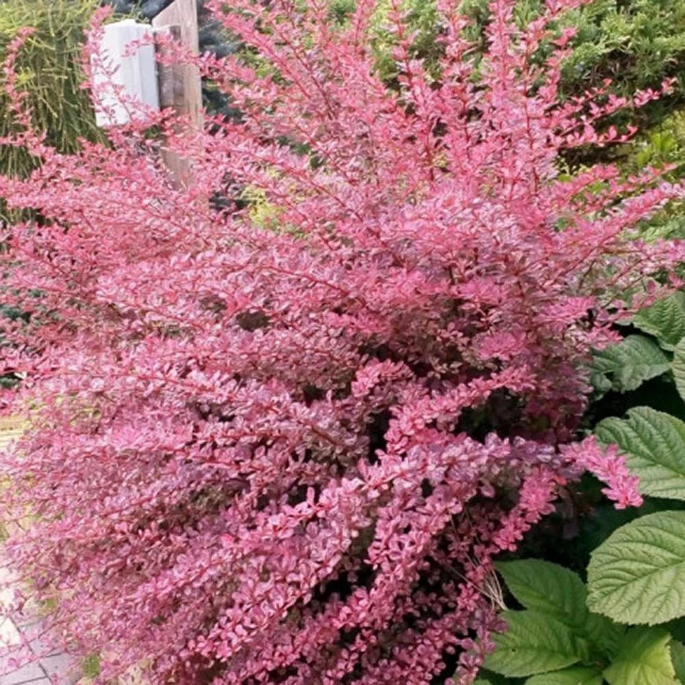 Dracila Berberis Japoneza Pink Queen, arbust decorativ cu frunze pestrite roz, rezistent iarna