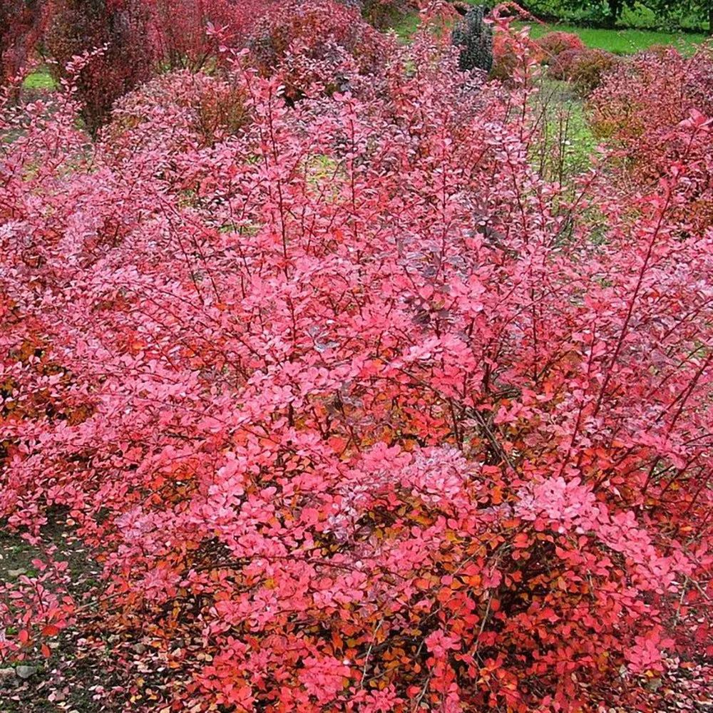 Dracila Berberis Japoneza Pink Queen, arbust decorativ cu frunze pestrite roz, rezistent iarna